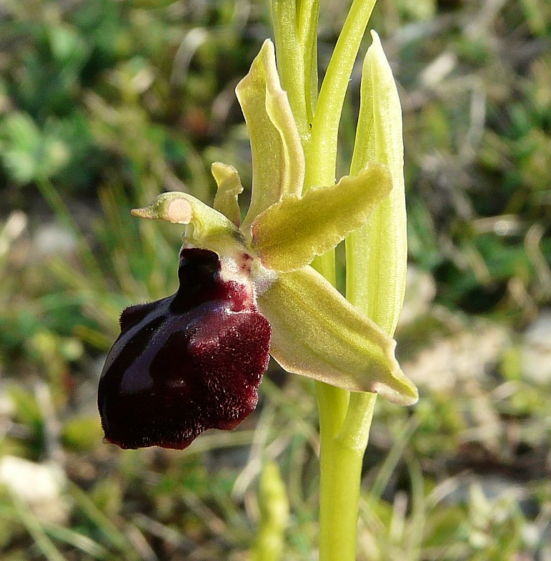 Ophrys Garganica